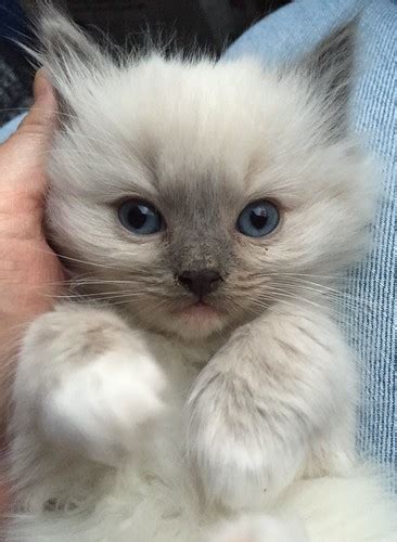 Blue Mitted Ragdoll Kitten Available Angelgirlragdoll Flickr