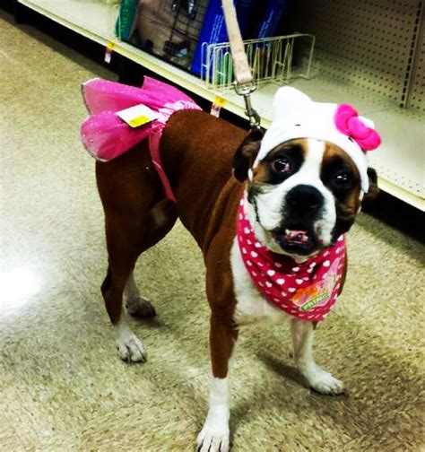 Ninamarie At Petco Picking Up Some Halloween Treats In Her Hello Kitty