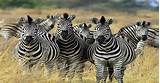 Where Can Zebras Be Found Pictures