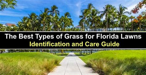 The Best Types Of Grass For Florida Lawns Pictures Identification