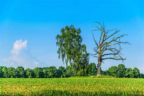 Free Images Landscape Nature Forest Horizon Sky Field Meadow