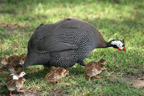Las Aves De Guinea Común Descripción Raza Crianza