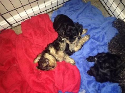 Find the perfect yorkiepoo puppy at puppyfind.com. Yorkie- Poo Puppies for Adoption (2 Boys, 1 Girl) for Sale in Florence, Kentucky Classified ...