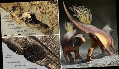Dinosaur Genitals Are Reconstructed For The First Time