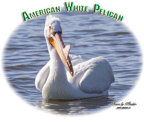 Bird Watching In North America American White Pelican Pelecanus