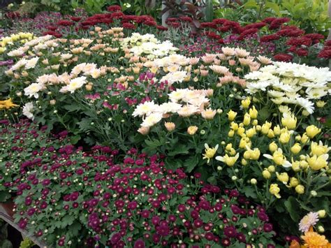 Bunga krisan atau krisantemum (chrysanthemum morifolium) di indonesia dijuluki bunga seruni adalah tanaman berbunga yang memiliki 40 spesies dan ribuan varietas. Jual Beli bunga krisan Baru | Jual Beli Bibit Tanaman | Bukalapak