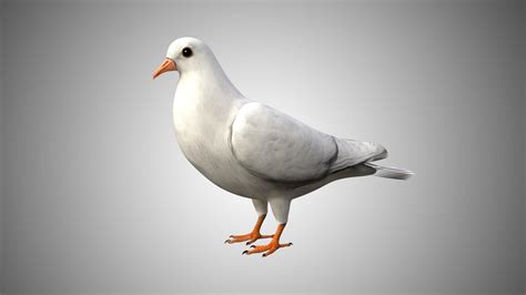 Dove Bird 3d Model Rigged And Low Poly Game Ready Team 3d Yard