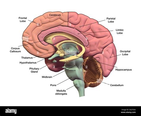 Sección Sagital Del Cerebro Humano Con Regiones Y Etiquetas Fotografía