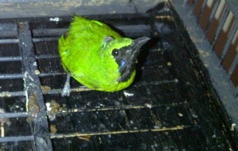 Terutama dari bentuk tubuh, paruh dan juga kepalanya, cucak rante dan cucak ijo sangat mirip. Foto Burung Cucak Ijo Mati / Angkut Burung Cucak Hijau ...