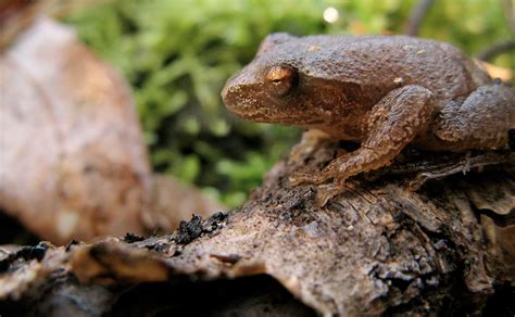 Its Almost Time For Spring Peepers