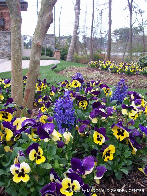 Fall Pansies In Flowerbed Landscape By Mcdonald Garden Center Pansy