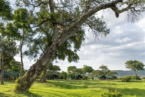 There are 37 tents at governors, all tucked into the forest the camp is based around. Governors' Camp Collection, Masai Mara, Kenya - Resort ...
