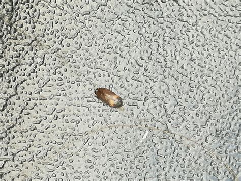 Am besten ist es, käfer aus der wohnung oder dem haus fernzuhalten. Kleine braun-schwarze Käfer im Zimmer? (Käfer im Haus)