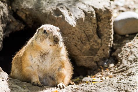 Groundhog Day: Early Spring -- Or Not? | PeopleHype