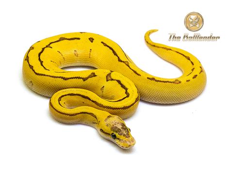 Enchi Fire Orange Dream Pastel Pinstripe Morph List World Of Ball Pythons