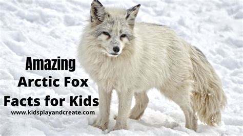 Interesting Arctic Fox Facts For Kids Kids Play And Create