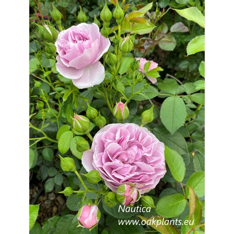 Rose Nautica Fl146