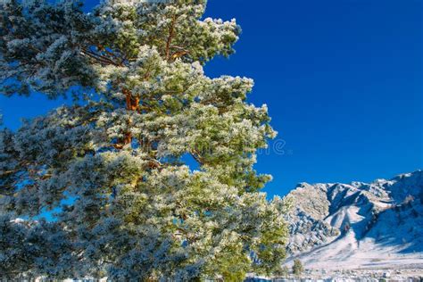 Pine Tree Snow Capped Mountain Landscape Stock Image Image Of