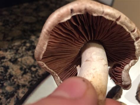 Help Iding Tn Shrooms Nov 2015 Mushroom Hunting And Identification