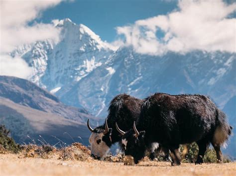 Three Hundred Himalayan Yaks Starve To Death From Unsually Cold Winter