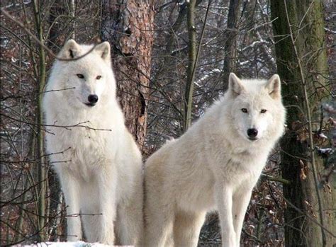 15 Photos Of The Most Amazing Animal In Alaska Arctic Wolves