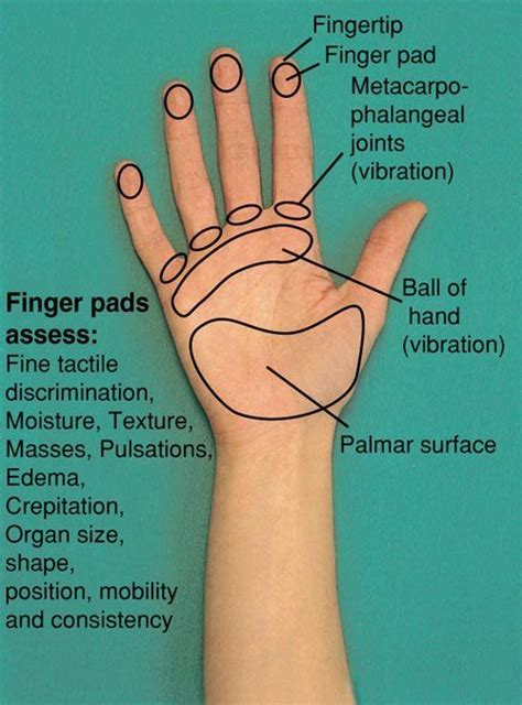 Ванесса кирби, шайа лабаф, сара снук и др. Image result for parts of the hand used in palpation (With ...