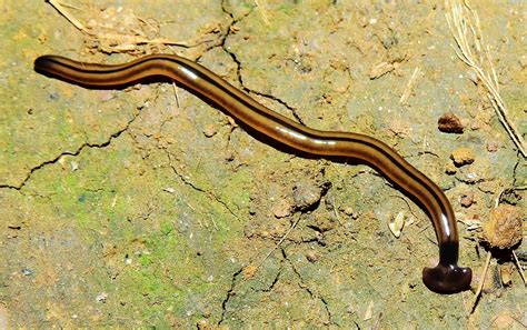 French Citizen Scientists Discover Giant Flatworm Species