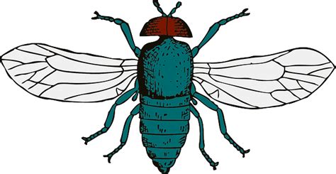Free Cartoon Bug Download Free Cartoon Bug Png Images Free Cliparts