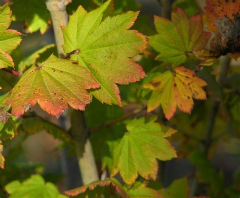 Vine Maple Acer Circinatum Pacific Northwest Native Tree