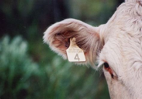 Cow Ear Tags Yellow Color In Bangladesh Pbs Animal Health