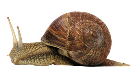 Snail Png Image For Free Download