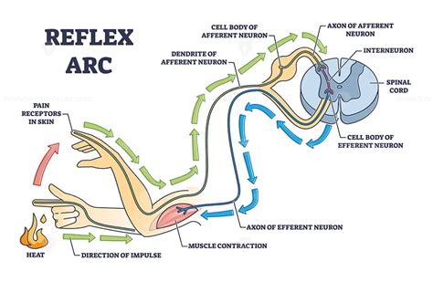 Reflex Arc Explanation With Pain Signals And Receptor Impulse Outline