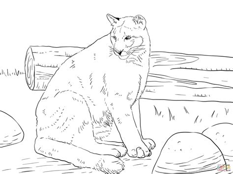Get This Mountain Lion Coloring Pages Printable 75997