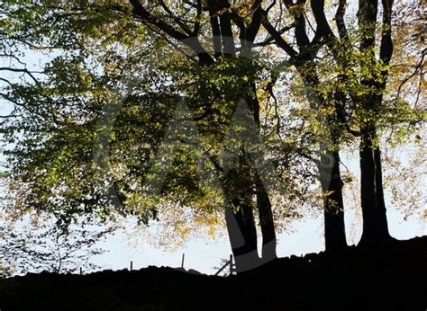 Large Beech Trees In Silhou Av Philip Openshaw Mostphotos
