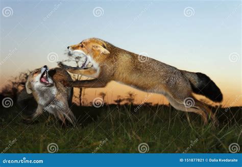 Two Red Foxes Attacking Each Other And Fighting Over A Territory Stock