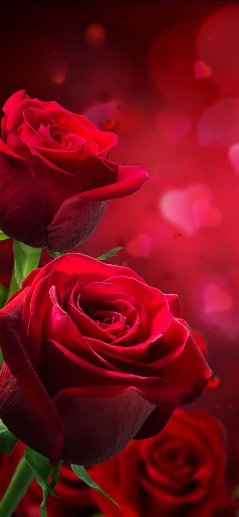 Unduh 45 Rose Romantic Iphone Wallpaper Gambar Populer Terbaik Postsid