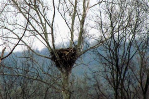 Indiana Raptor Watch Jackson County Bald Eagle Nests