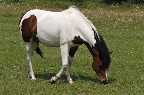 Nature Equus Caballus