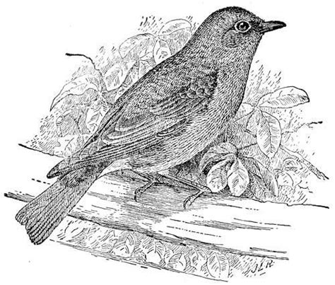 Bird Coloring Pages Coloring Pictures Of Backyard Birds Bird