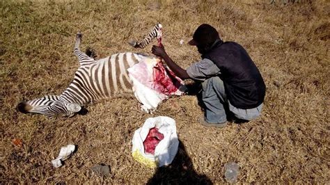 Photos: Man spotted butchering a zebra near Nairobi Highway ~ Welcome