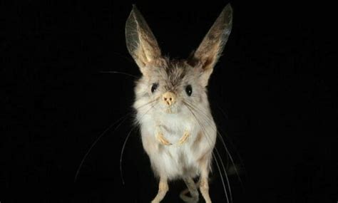 Animals With Big Ears 10 Jessica Paster