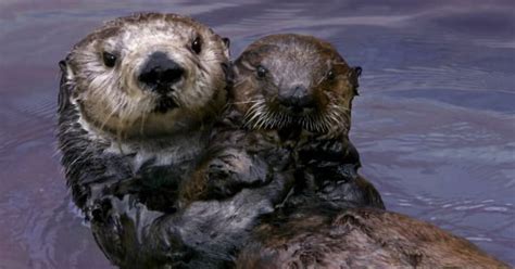 Monterey Bay Aquarium Announces Reopening Dates