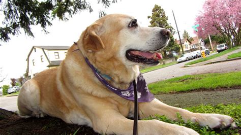 Sniff Seattle Dog Walkers Best Fremont Dog Walking 98103 Bonesy