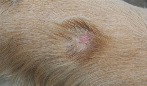 Staphylococcal Pyoderma In Dogs Petcoach