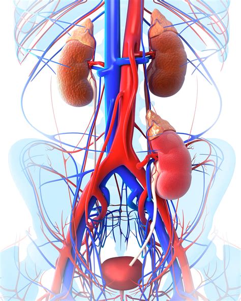 Hcv Infected Donor Kidneys Offer Good Short Term Graft Function Renal