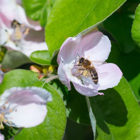 Honey Bee On The Apple Tree Flowers Blossom Closeup Stock Image Image