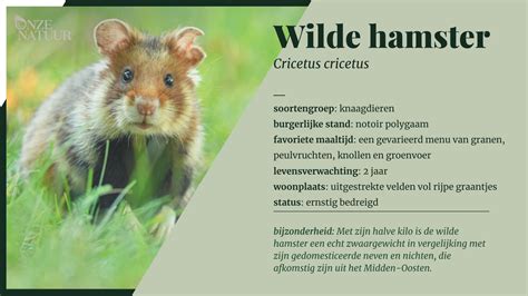 Wilde Hamster Onze Natuur