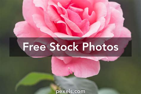 Flower Images · Pexels · Free Stock Photos