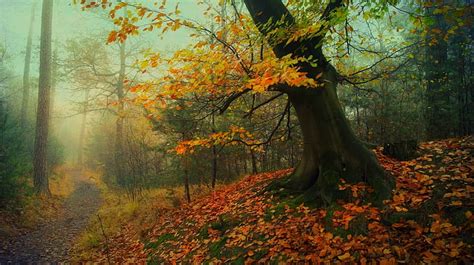 Hd Wallpaper Nature Landscape Forest Path Fall Leaves Mist Trees Moss