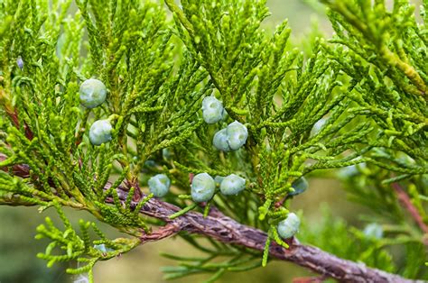 How To Grow And Care For Western Juniper